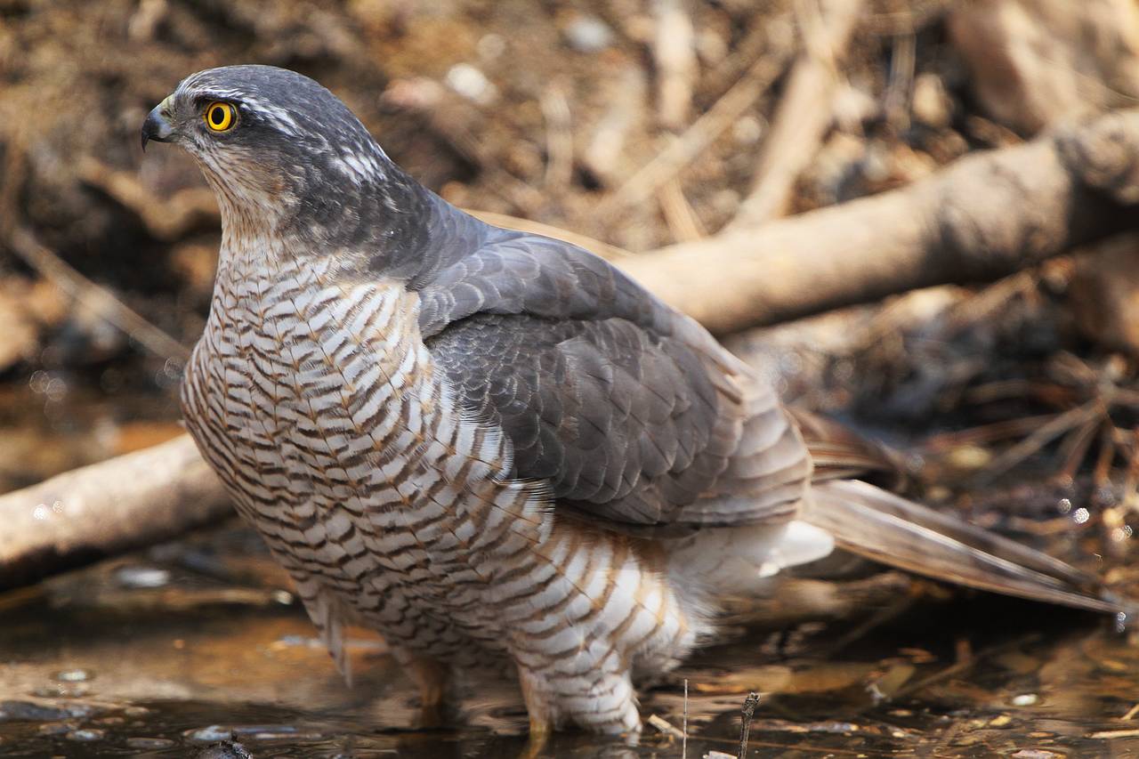  p>松雀鹰(学名: i>accipiter virgatus /i>)小型猛禽,体长28~38厘米.