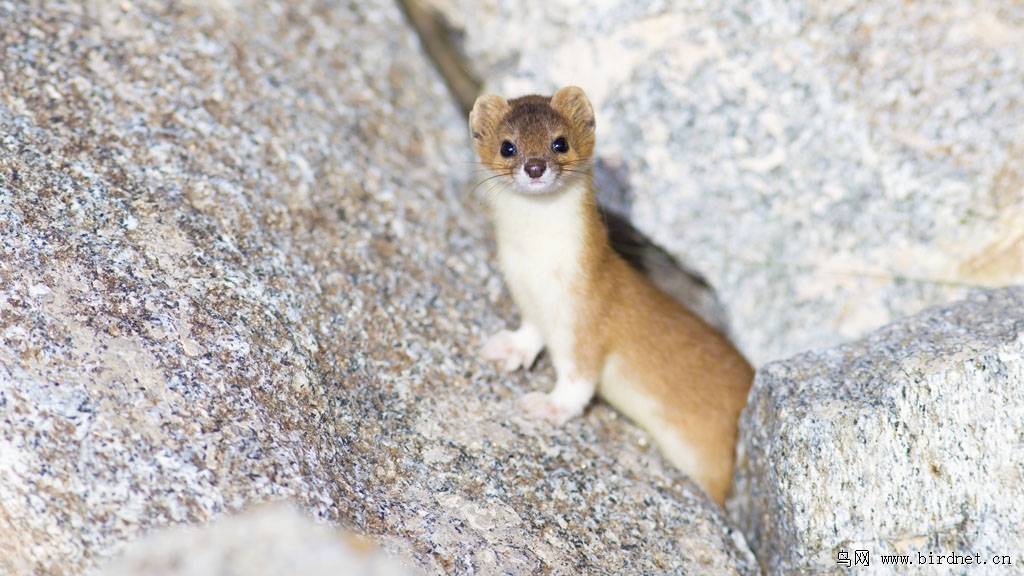  p>香鼬(学名: i>mustela altaica /i>),是鼬科,鼬属的动物.