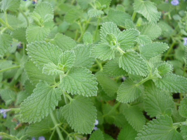 nepeta