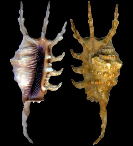 millepes scorpius scorpius