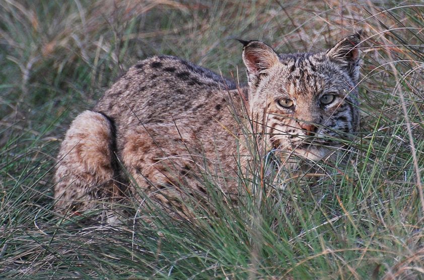  p>短尾猫德克萨斯亚种(学名: i>lynx rufus texensis /i>)是短尾猫的