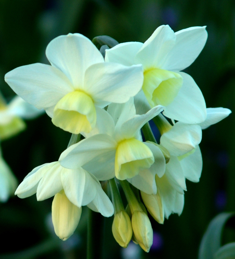  p>多花水仙(学名: i>narcissus tazetta /i> l.