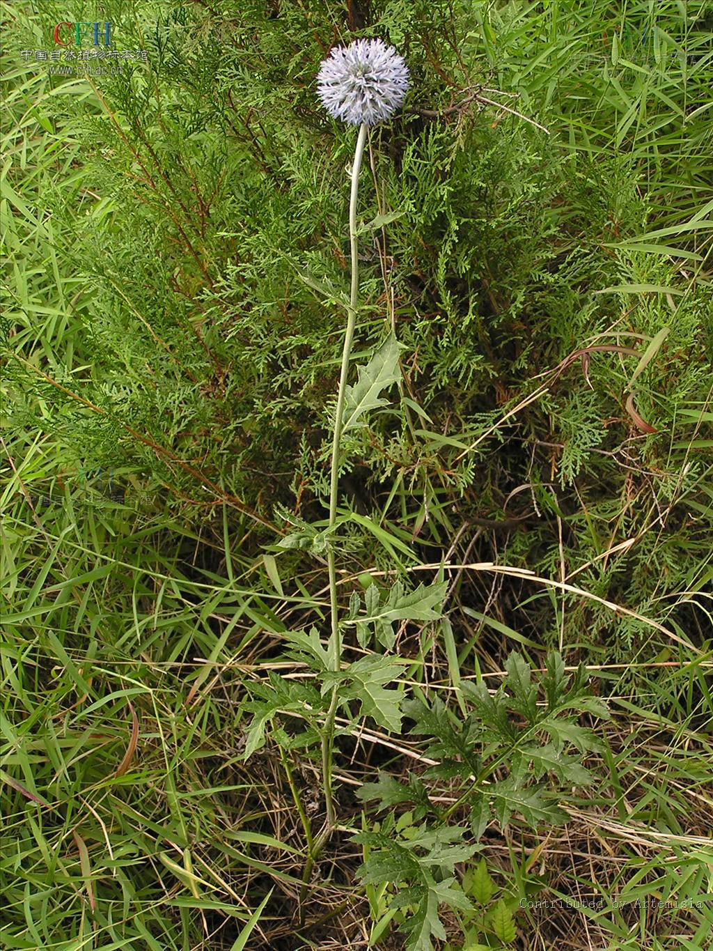  p>蓝刺头(学名: i>echinops sphaerocephalus /i> l.