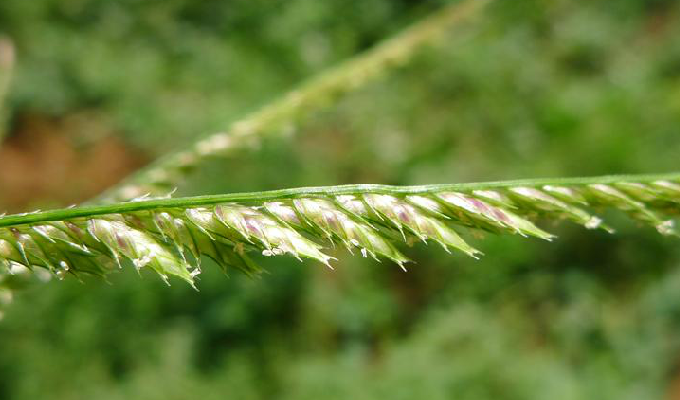  p>尖稃草属为禾本科,画眉草亚科,画眉草族,画眉草亚族下分一属.