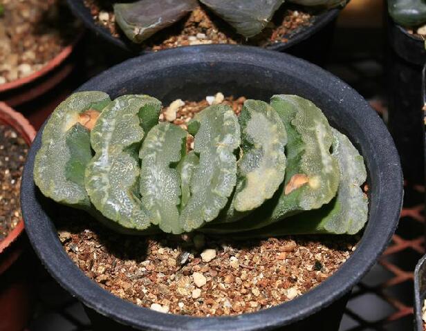  p data-id="gnavm10pgc">绿玉扇(学名: i>ha