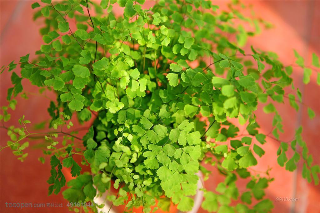 铁线蕨科铁线蕨属多年生草本植物,其根状茎横走,披棕色披针形鳞片