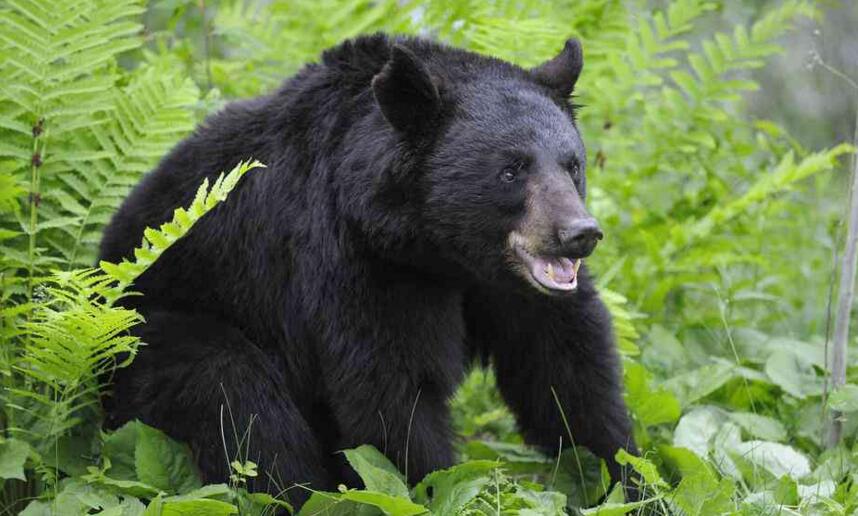 黑熊喜马拉雅亚种