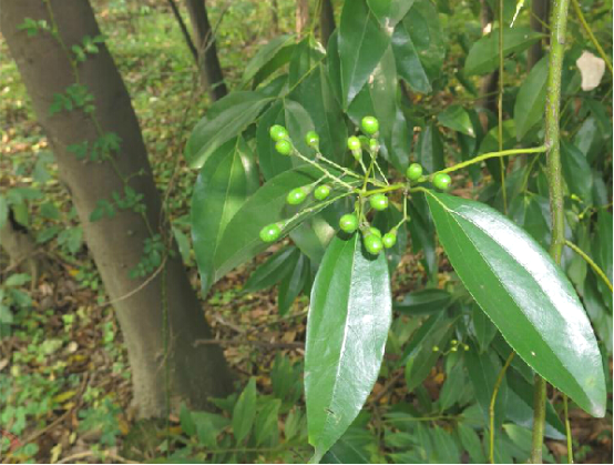 为樟科植物阴香 i>cinnamomum burmanni /i>(nees et t.