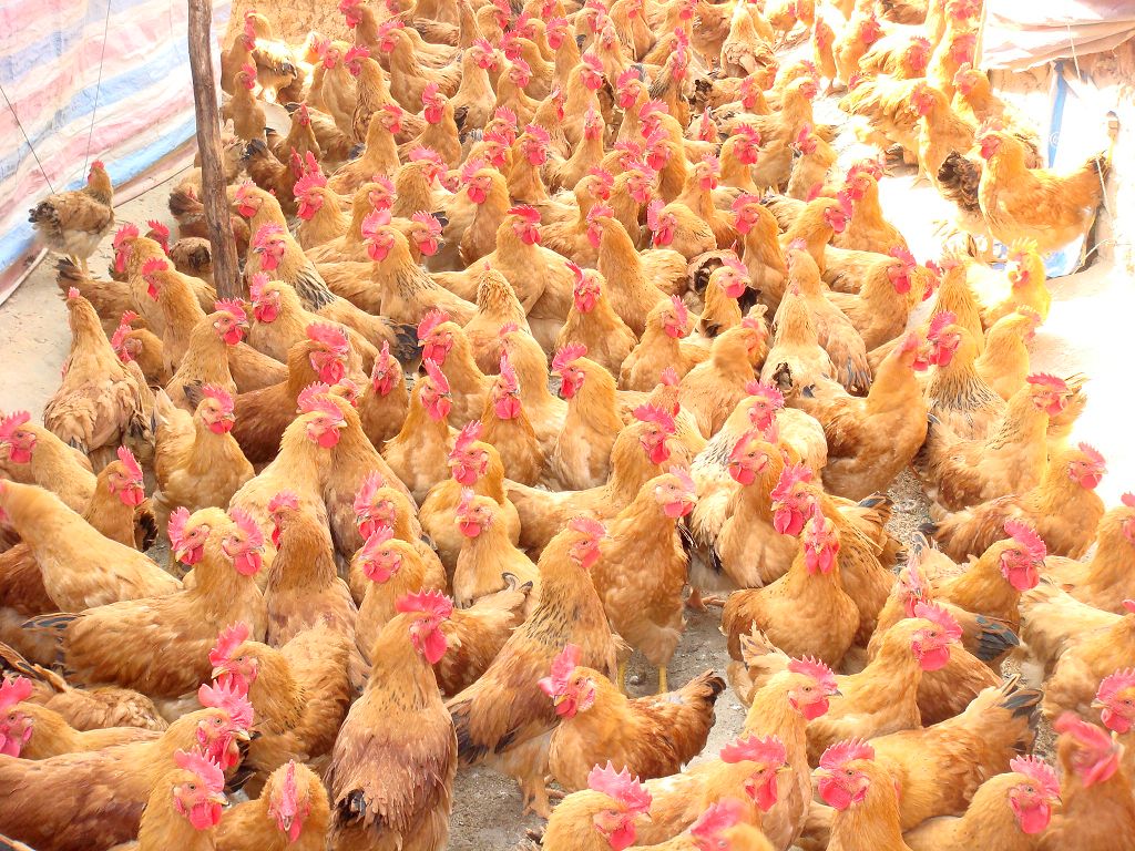 data-lemmaid="115134">青岚黄麻鸡 /a>,具有毛麻黄,脚黄,皮黄等三黄