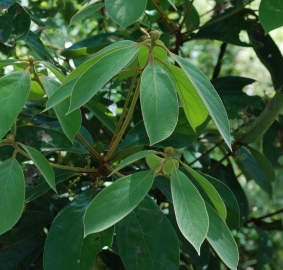 假柿木姜海南个体