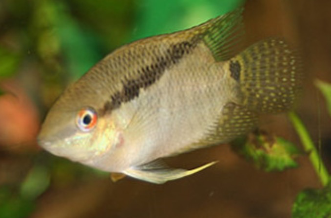  p>画眉鱼 a>是鲈形目 /a> a>慈鲷科 /a>的一种鱼类.