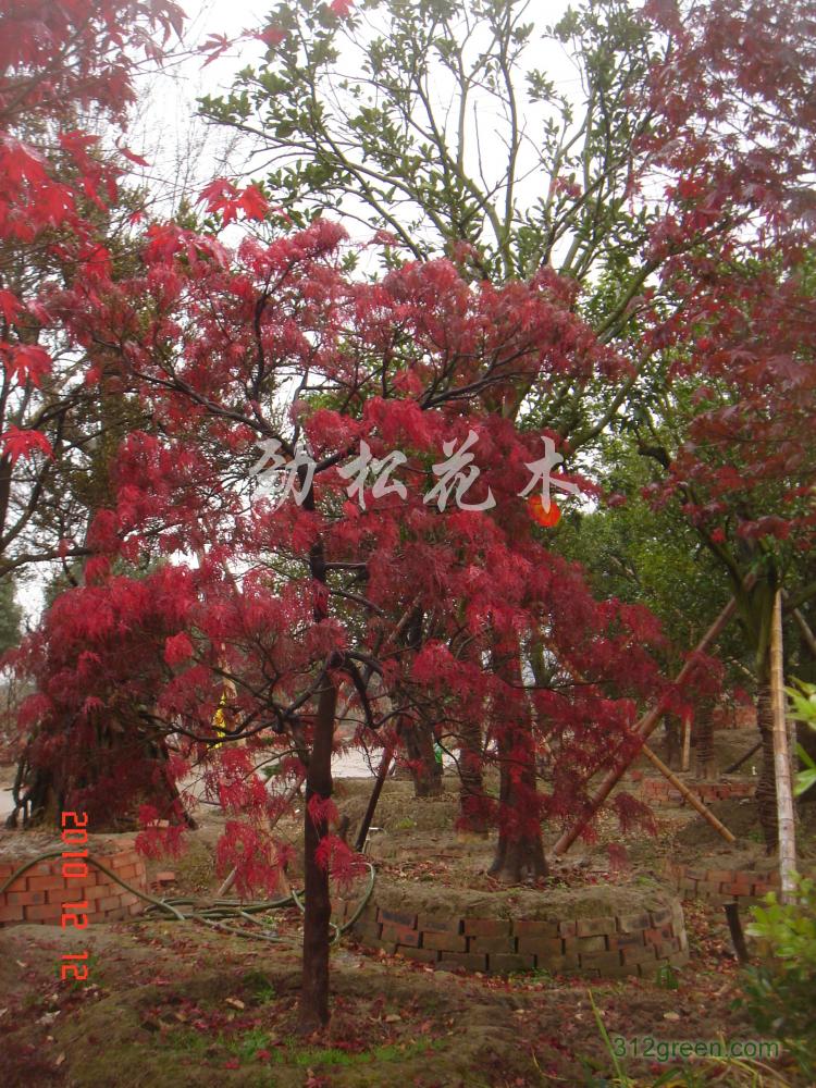 红羽毛枫