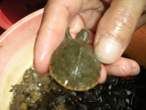  p>中华鳖,又名水鱼,甲鱼,团鱼,龟鳖目鳖科动物,是常见的养殖龟种.