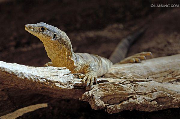 属的一种动物,包括所有 a data-lemmaid="84902">蜥蜴 /a>中最重的 a