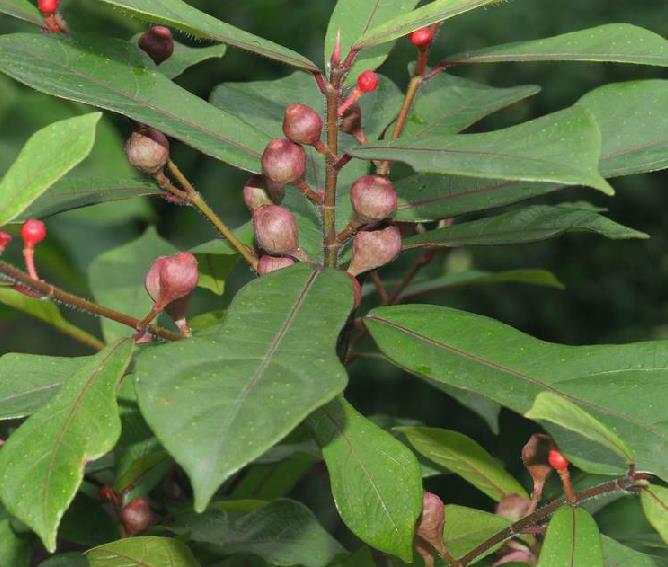  p data-id="txtlffkmleos">琴叶榕( i>ficus pandurata /i> hance)是