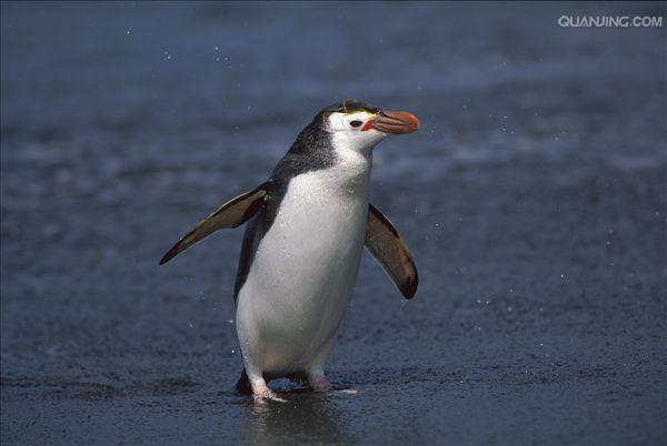  p>皇家企鹅(学名: i>eudyptes schlegeli /i>)是企鹅科,冠企鹅属动物