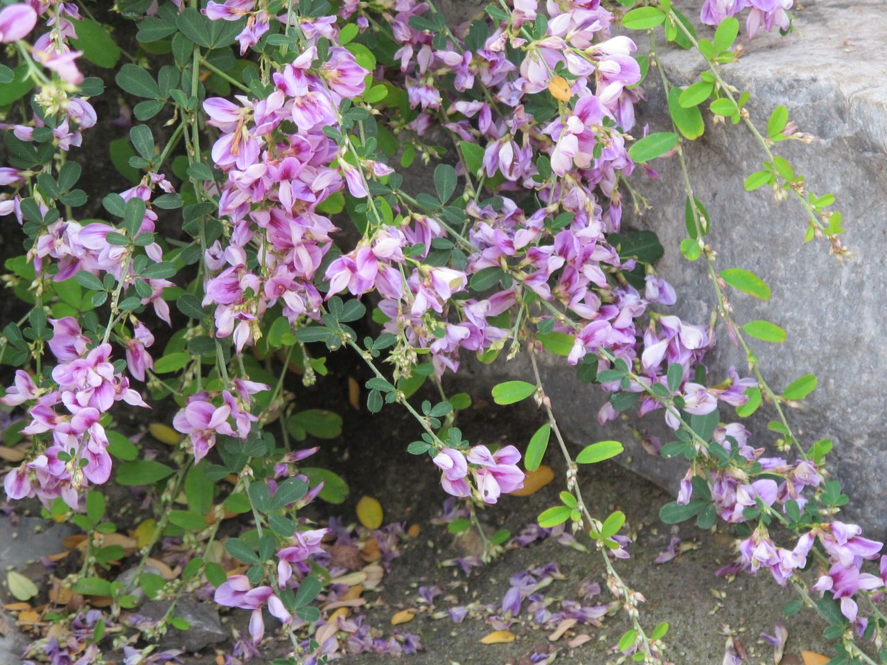 白毛多花蒿(变种)