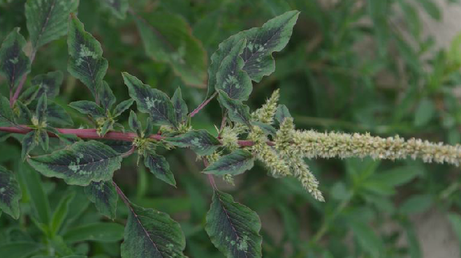  p>刺苋(学名: i>amaranthus spinosus /i> l.