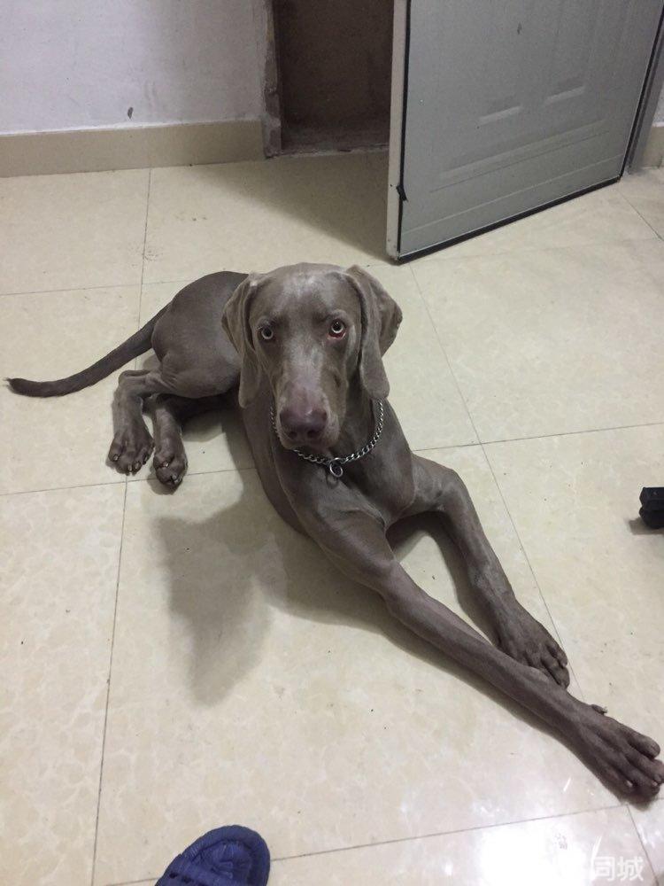 p>威玛猎犬(weimaraner)又称 a href="#" data-lemmaid="10426004">