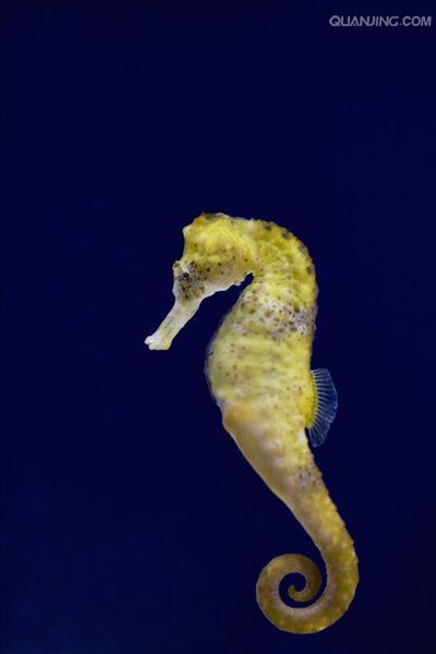  p>刺海马(学名: i>hippocampus histrix /i>)是海龙科,海马属动物.