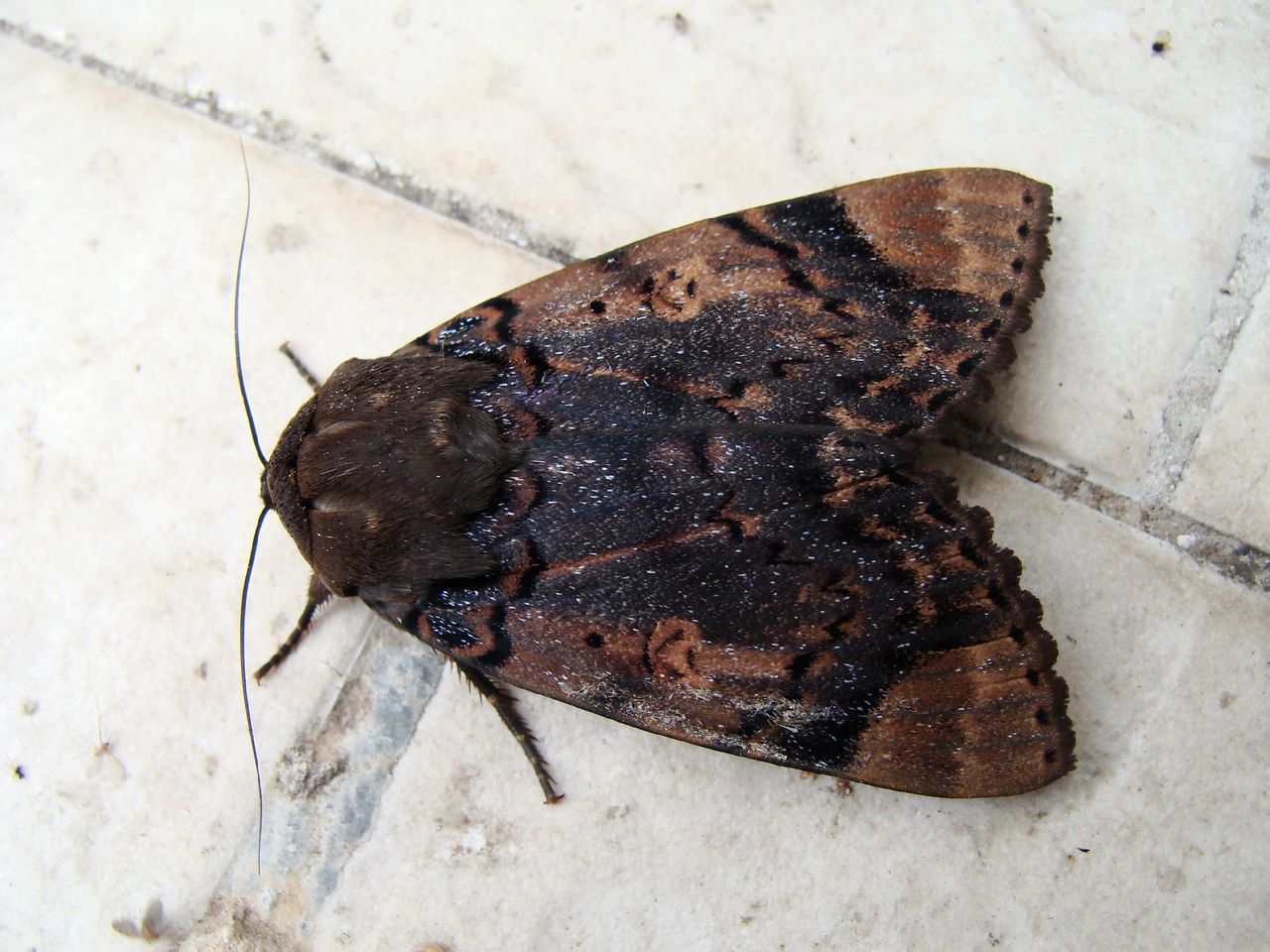  p>苎麻夜蛾,为鳞翅目,夜蛾科.分布在中国各地.