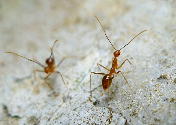  p>俗名被称为"黄疯蚁"的主要有两种蚂蚁,一个是 a target="_blank"