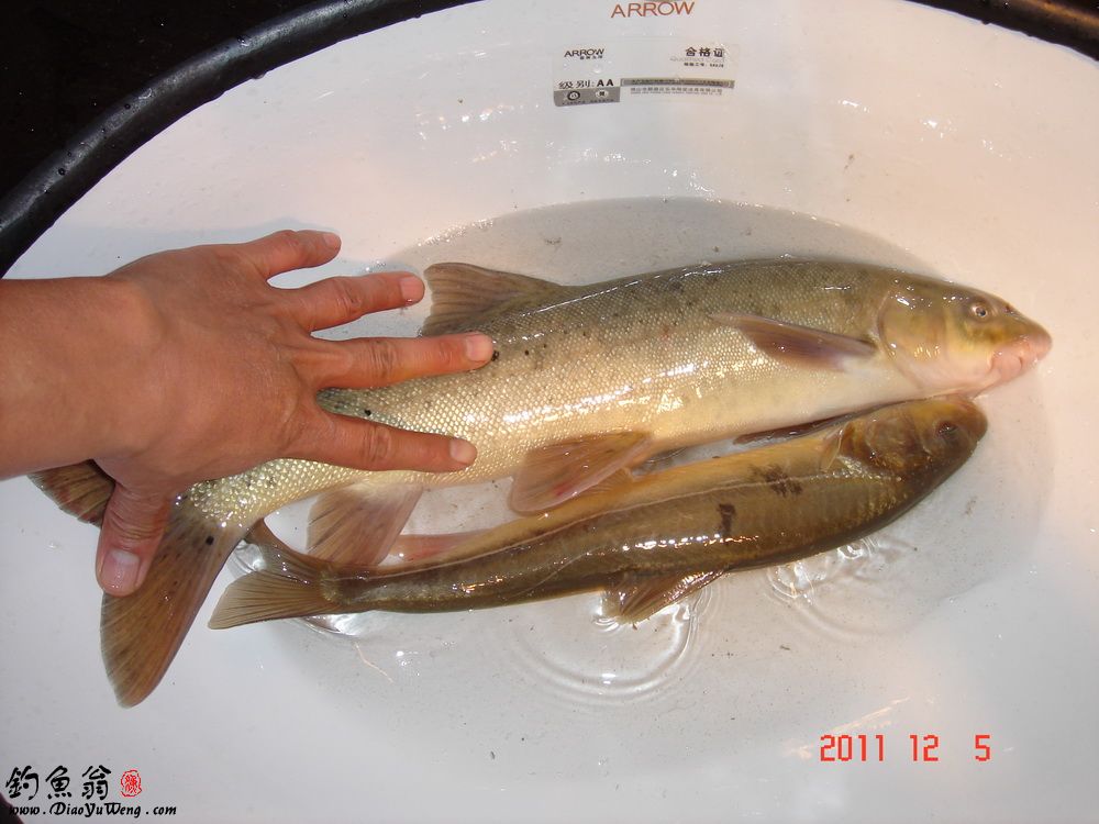 tarim schizothoracin