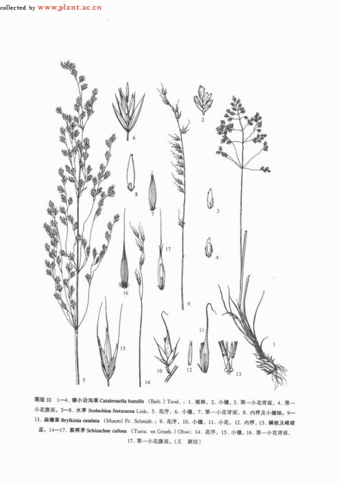 scolochloa