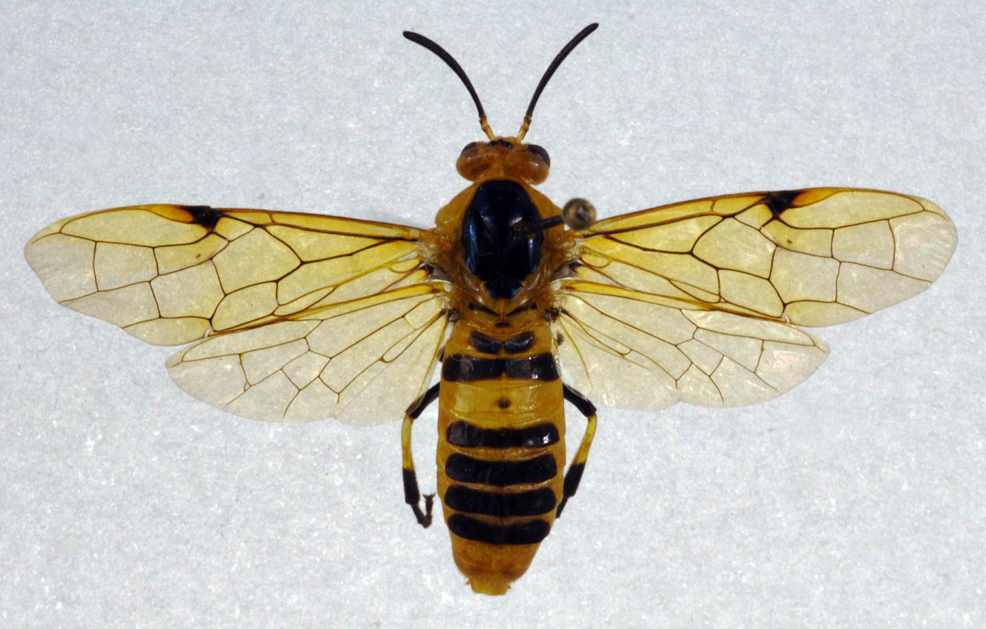  p data-id="gnwx3mzyfc">叶蜂,英文为 a targ