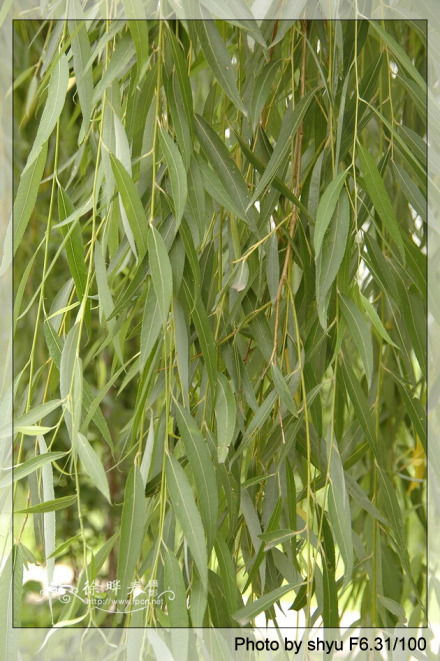 绦柳_百度百科