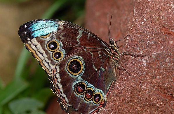  p>蓝闪蝶(学名: i>morpho menelaus /i>):又