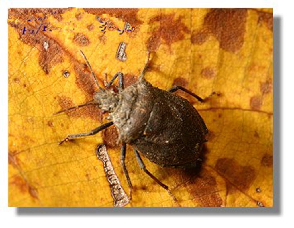  p>短刺黑椿象scotinophara scotti椿象科/半翅目,成虫几乎全年可见