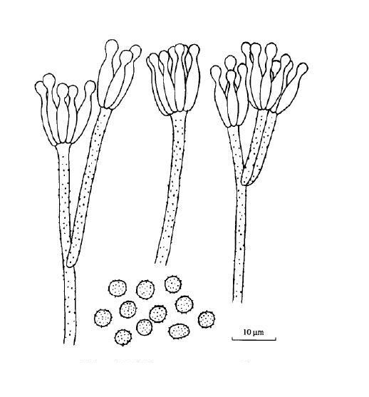  p data-id="gn3gq6e81h">梅林青霉,是一种真菌. /p>