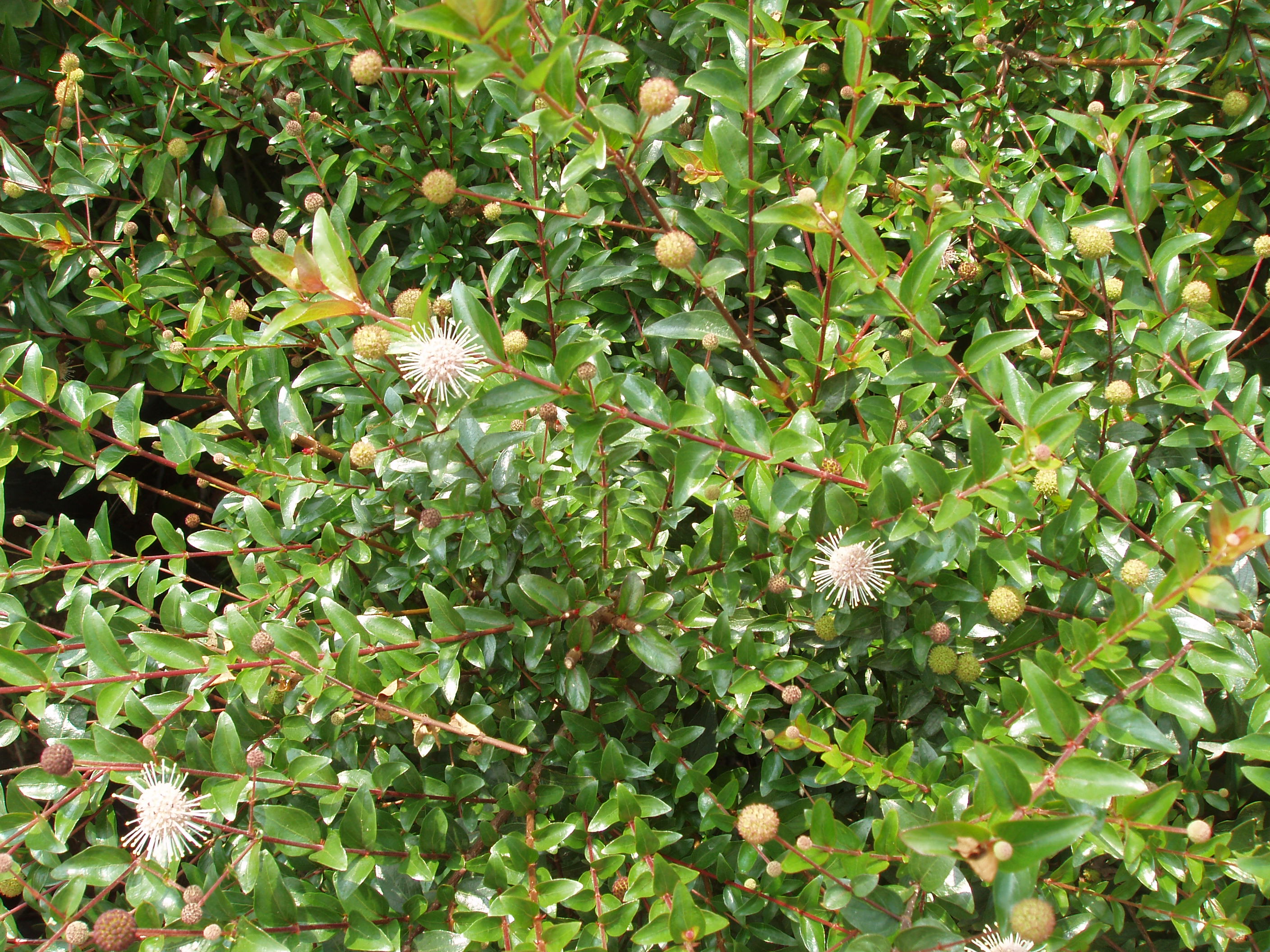 bosser)是茜草科团花属植物,落叶大乔木,高达30米;树干通直,基部略