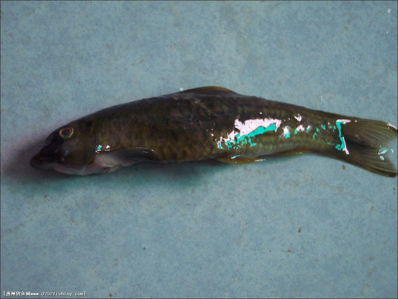  p>墨头鱼, i>garra pingi pingi  /i>(tchang, 1929) ,鲤形目, a
