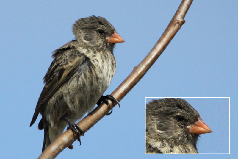  p>达尔文雀族(学名: i>coerebini /i>):是 a target="_blank" href="