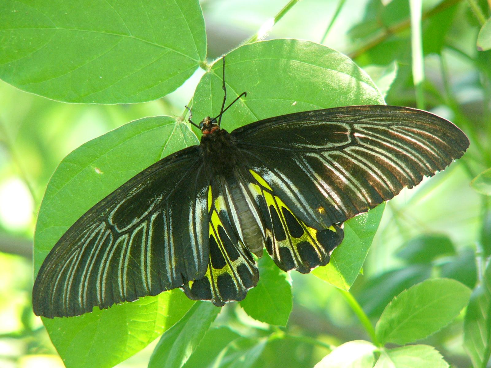  p>小斑裳凤蝶(学名:troides haliphron)是凤蝶科 a target="_blank"