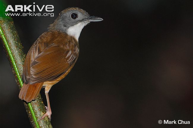 malacocincla malaccensis