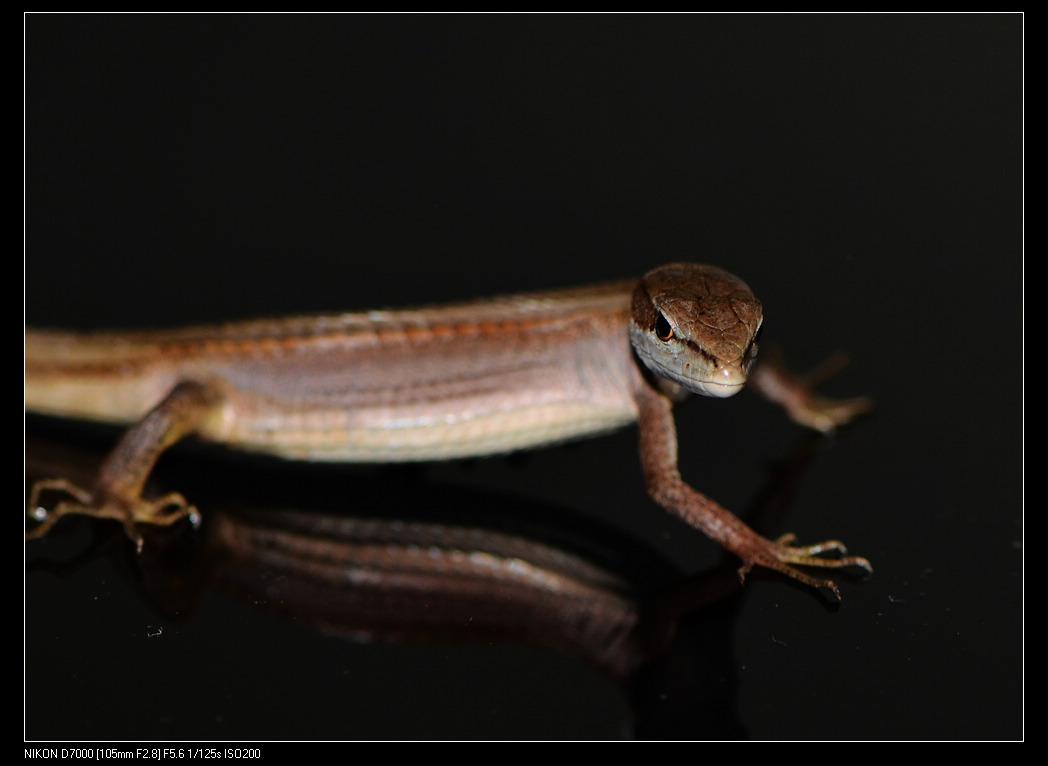  p>南草蜥, a>蜥蜴科草蜥属 /a>物种,1802年由daudin发现并命名,修长