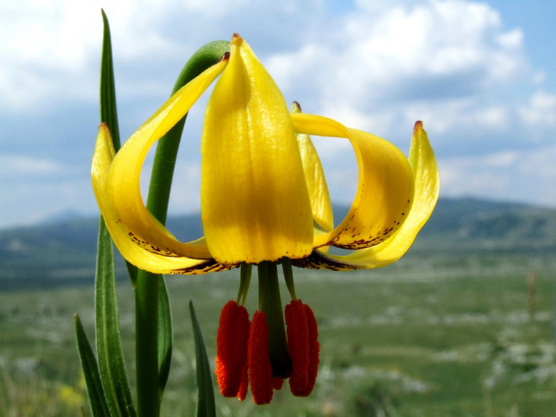 p>国花(英文名:the national flower,floral emblem):是代表国家 a