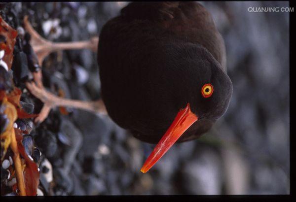 (拉丁名: i>haematopus ostralegus /i>)是中型涉禽,体羽以纯黑色或黑