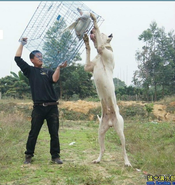 库达犬