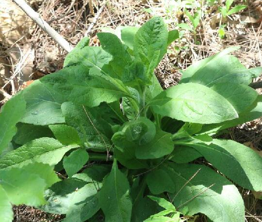  p>烟管头草(学名: i> i>carpesium cernuum /i>  /i>l.