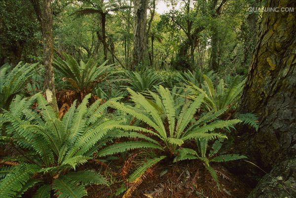  p>乌毛蕨属,约35种,泛热带产,主产南半球.