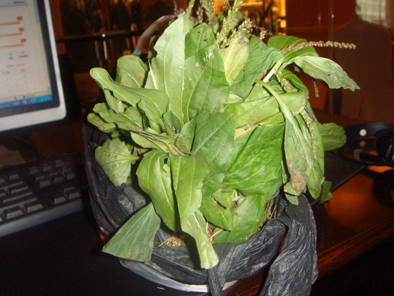  p>巨车前(学名:plantago maxima juss. ex jacq.