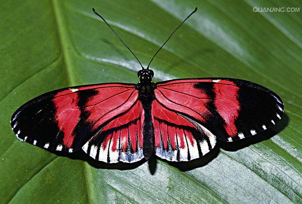  p>红带袖蝶 i>(学名:heliconius melpomene) /i>,又名红色邮差蝴蝶