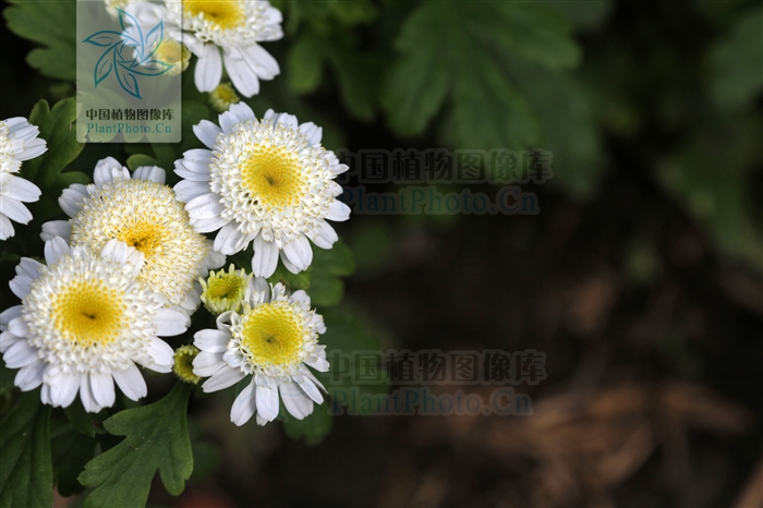  p>短舌匹菊(学名:pyrethrum parthenium (l.) sm.