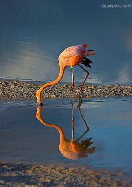  p>红鹳(学名: i>phoenicopterus roseus /i>)是红鹳科红鹳属的鸟类
