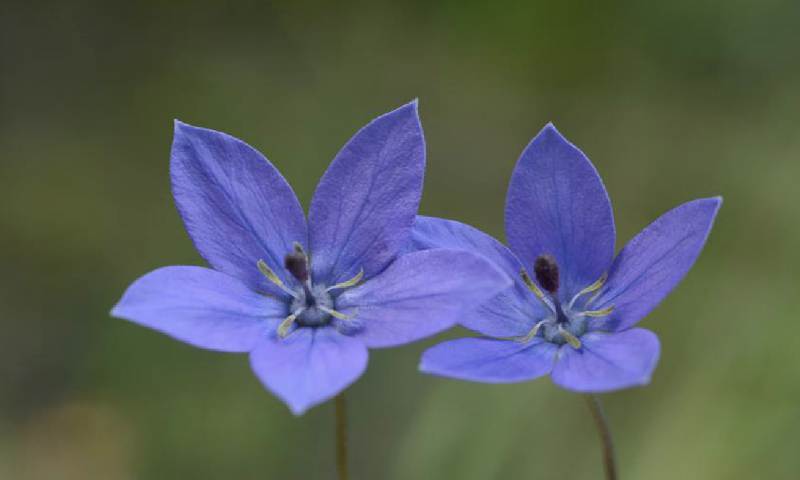  i>vinciflora /i> (kom.) l.t.shen)是桔梗科党参属植物.