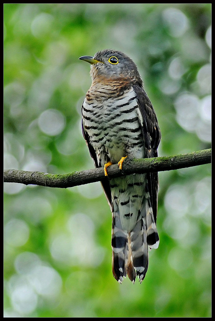  p>四声杜鹃(学名: i>cuculus micropterus /i>):是中型 a target="